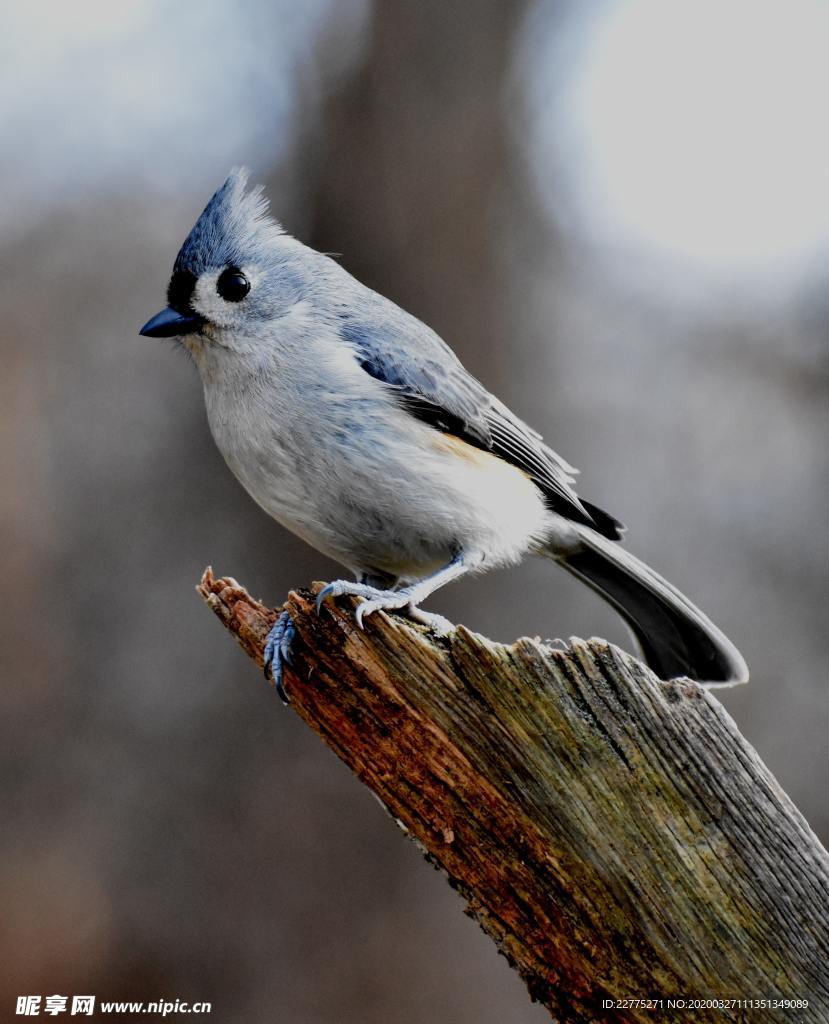 野外树枝上的山雀