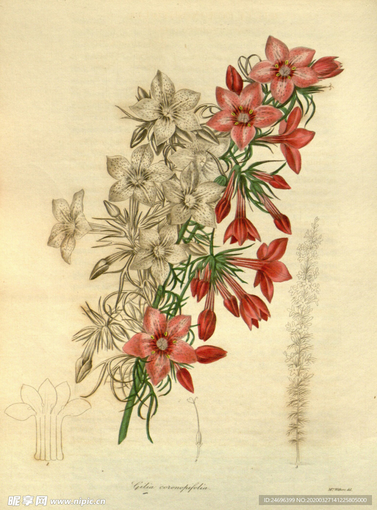 花草绿植插画素材