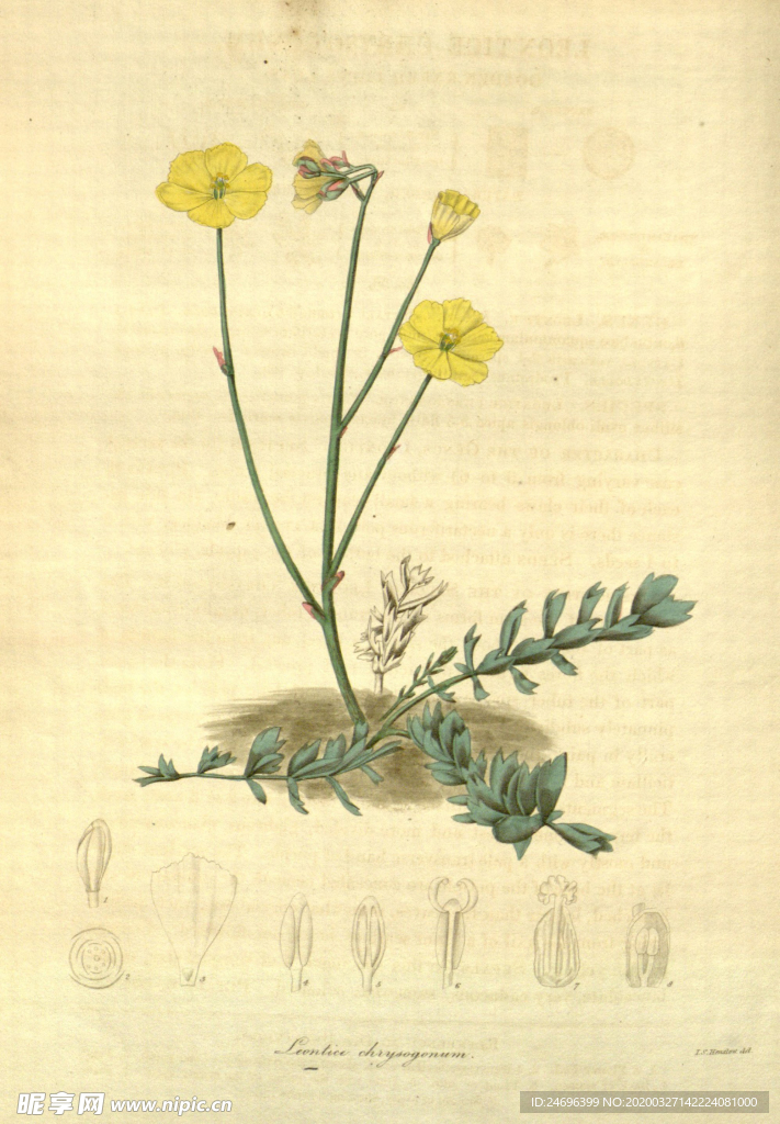 花草绿植插画素材