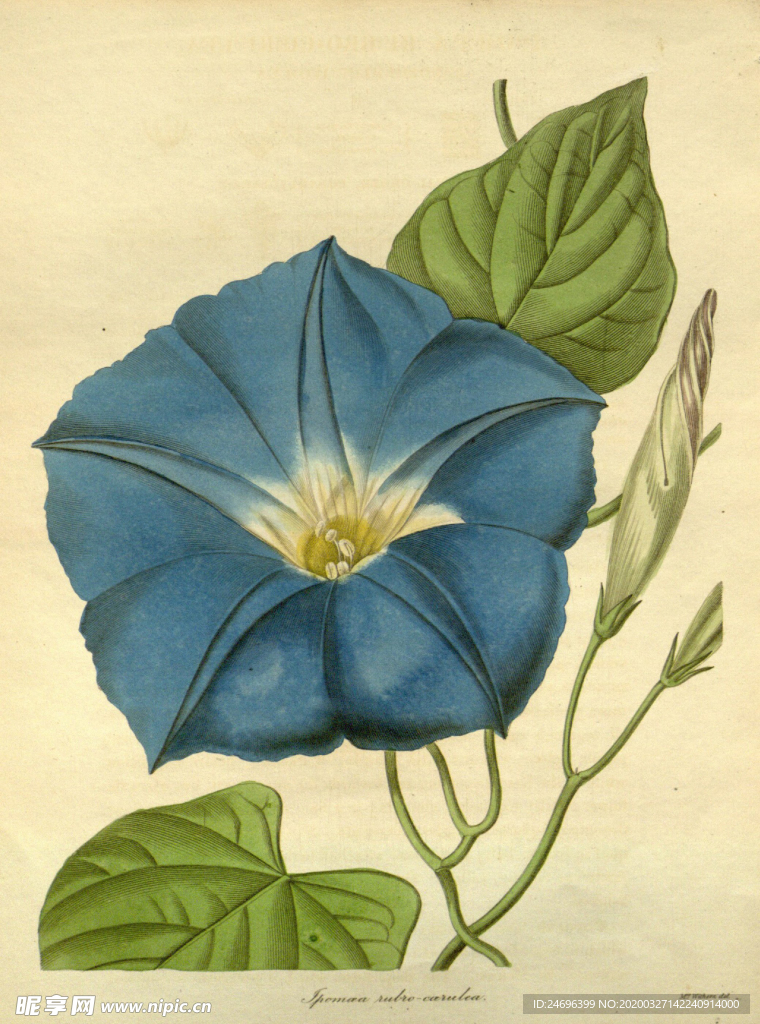 绿植花草插画素材