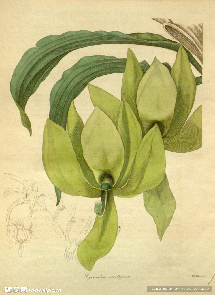 花草绿植插画素材