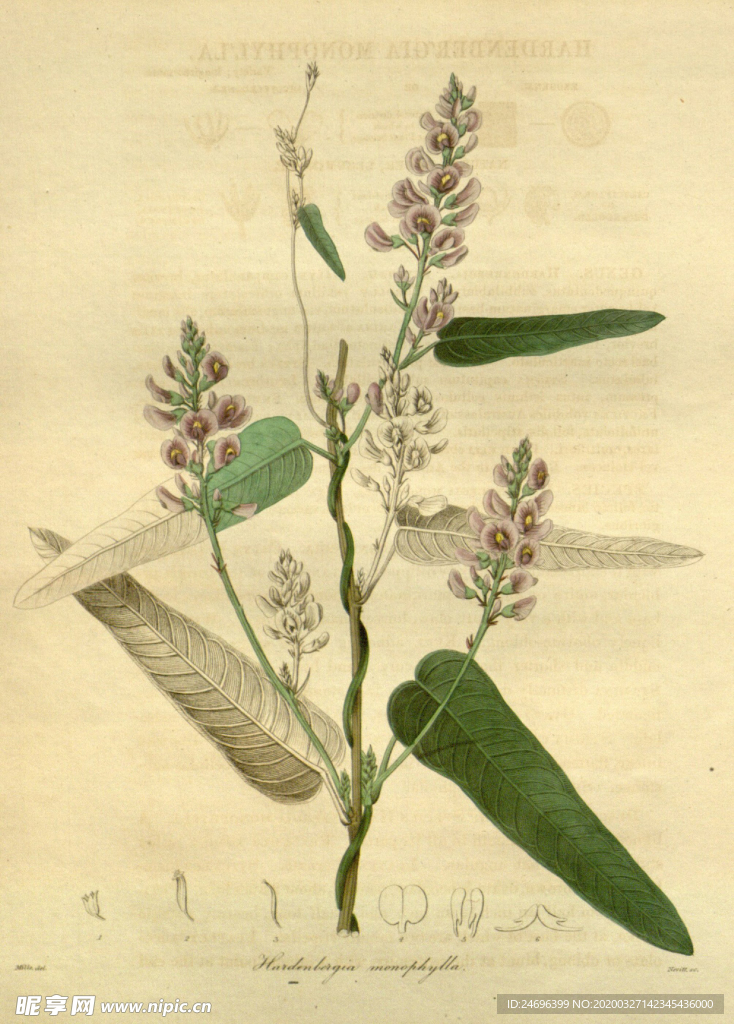 绿植花草插画素材