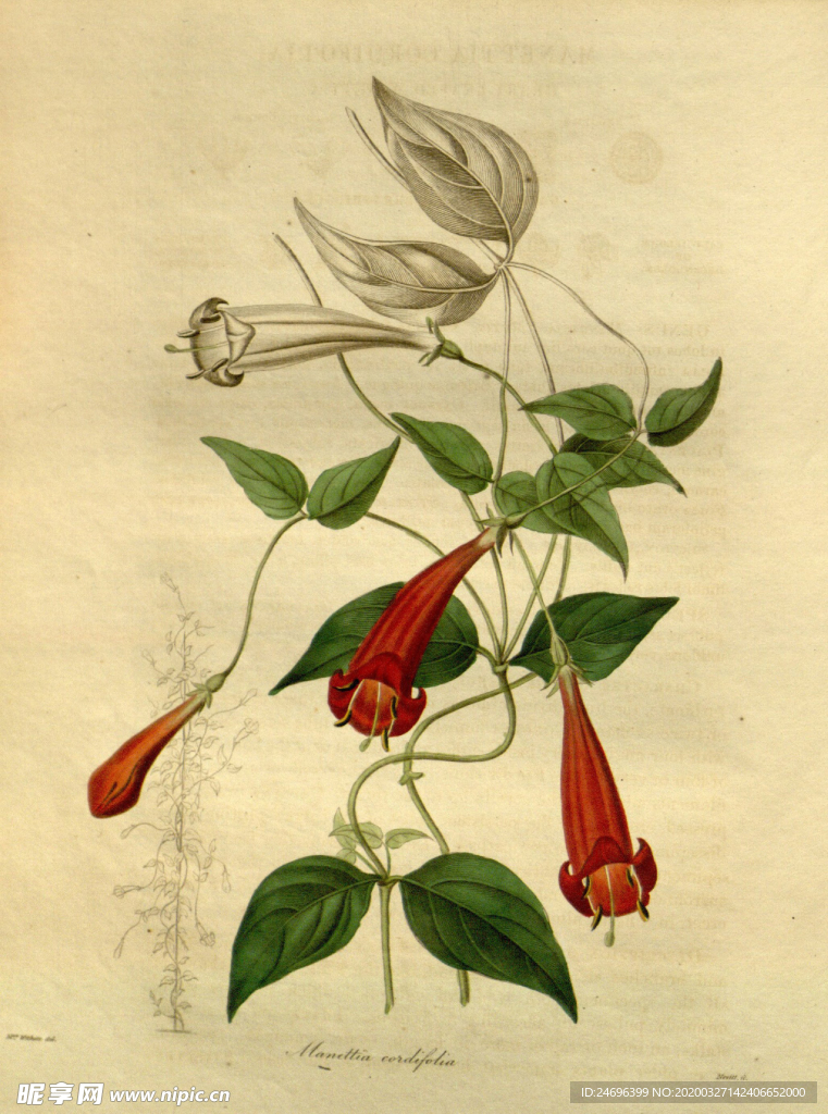 花草绿植插画素材