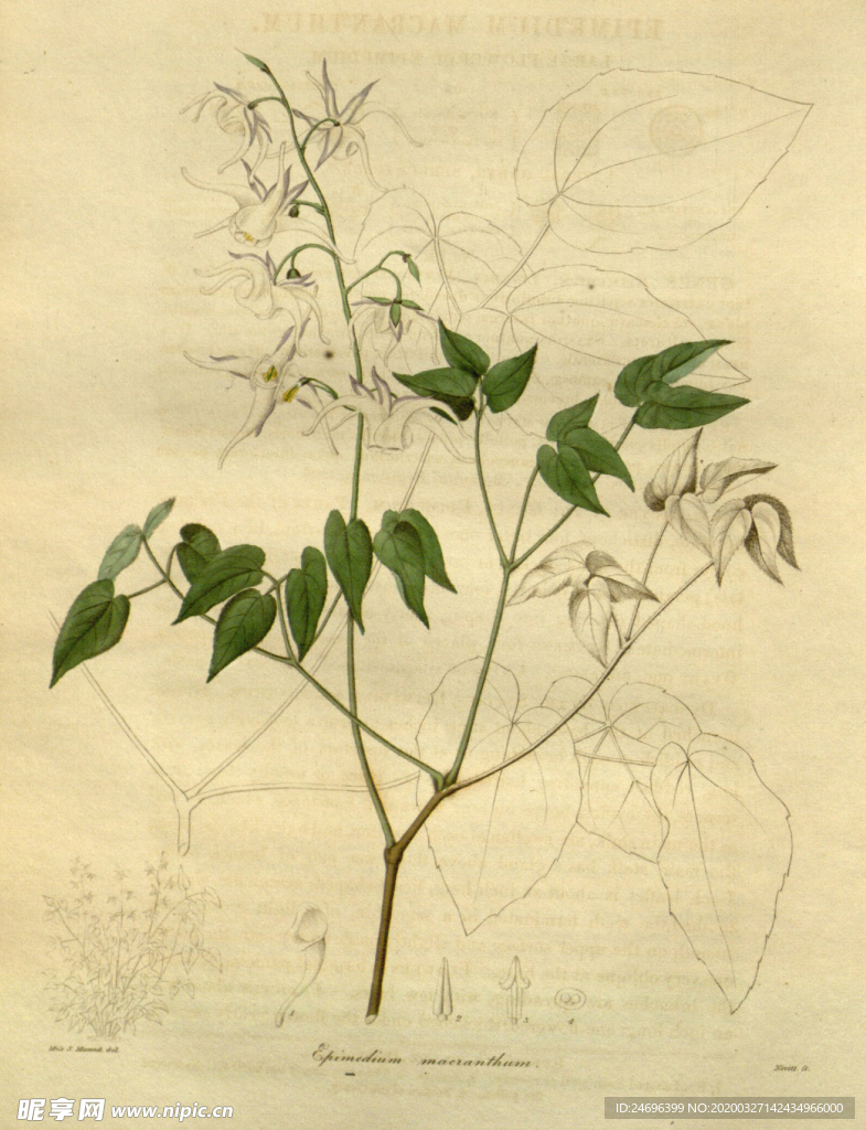 绿植花草插画素材