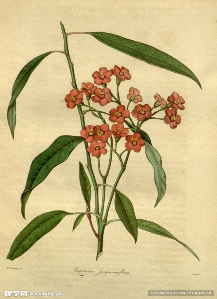 花草绿植插画素材