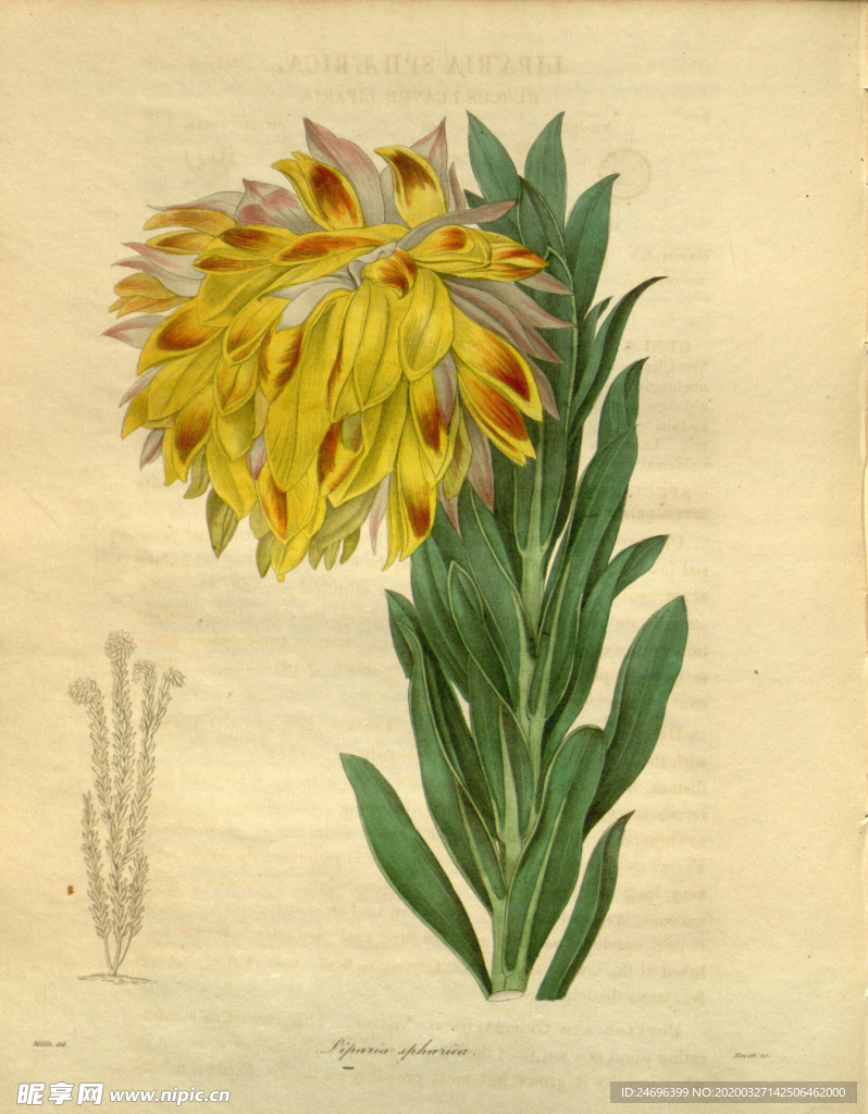 花草绿植插画素材