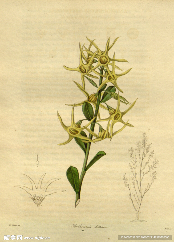 花草绿植插画素材