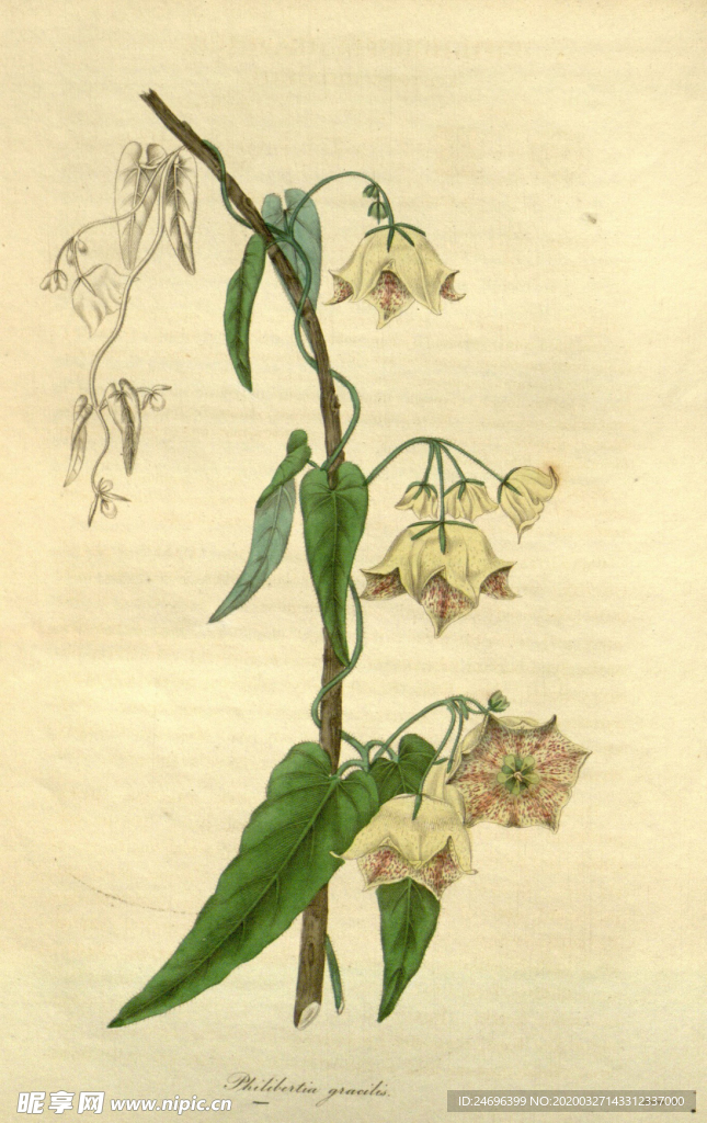 花草绿植插画素材