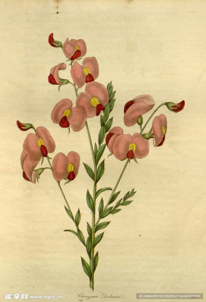 花草绿植插画素材