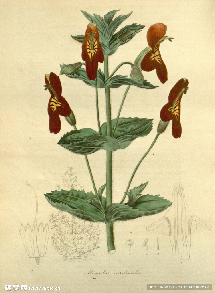 花草绿植插画素材