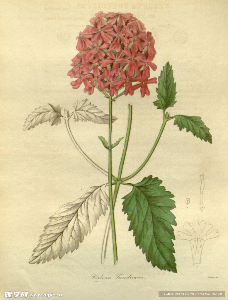 绿植花草插画素材