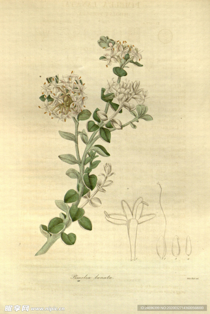 绿植花草插画素材