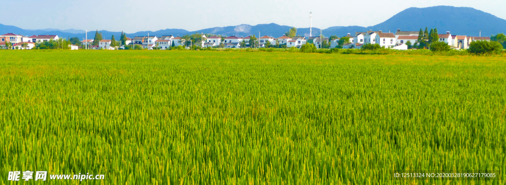 麦田稻田油菜花田