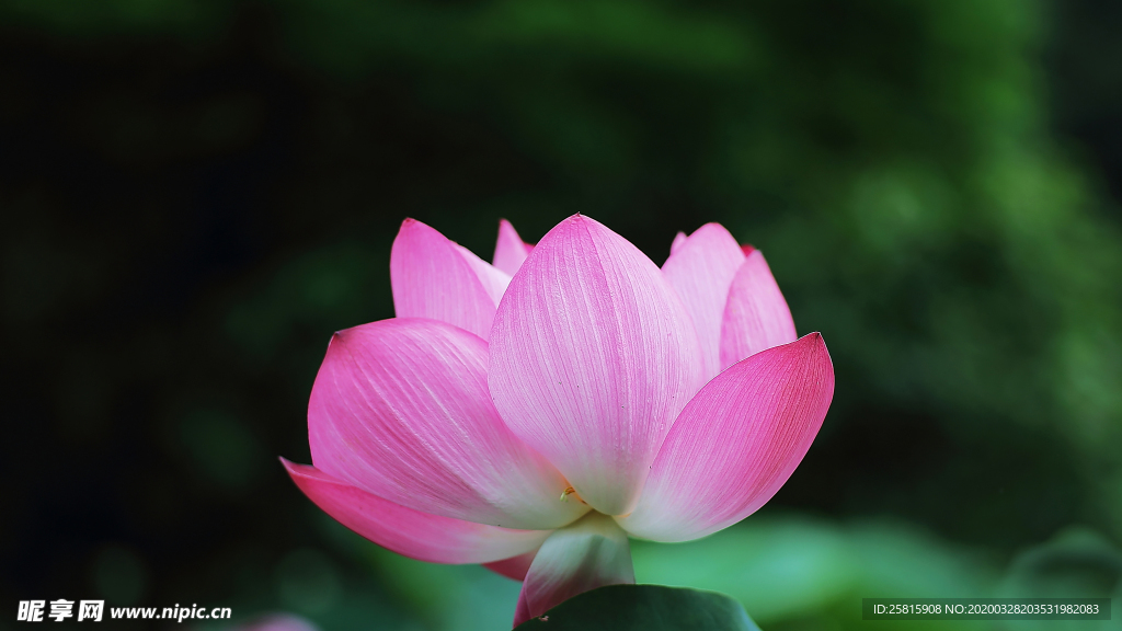 荷塘荷花莲藕图片