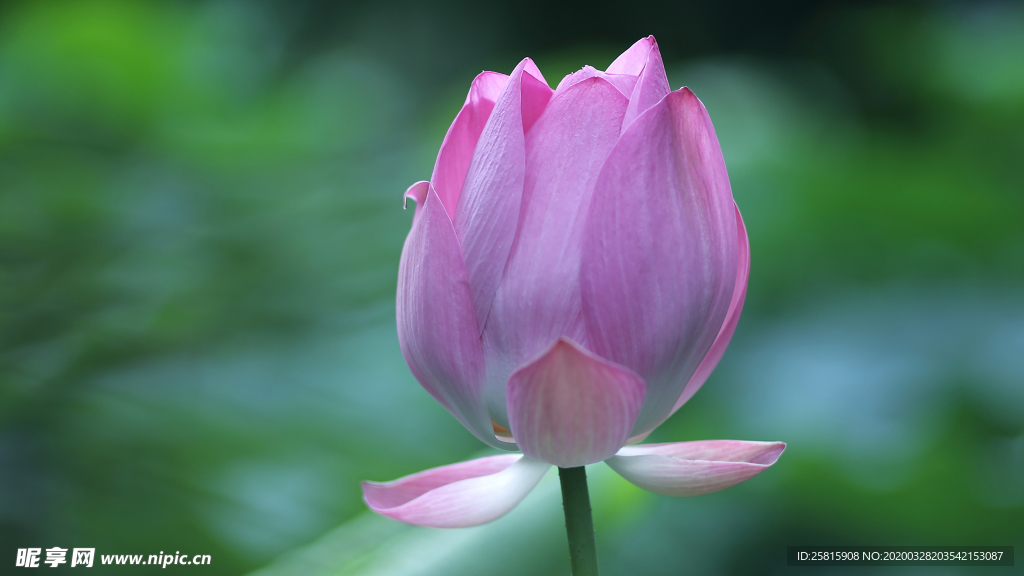 荷塘荷花莲藕图片