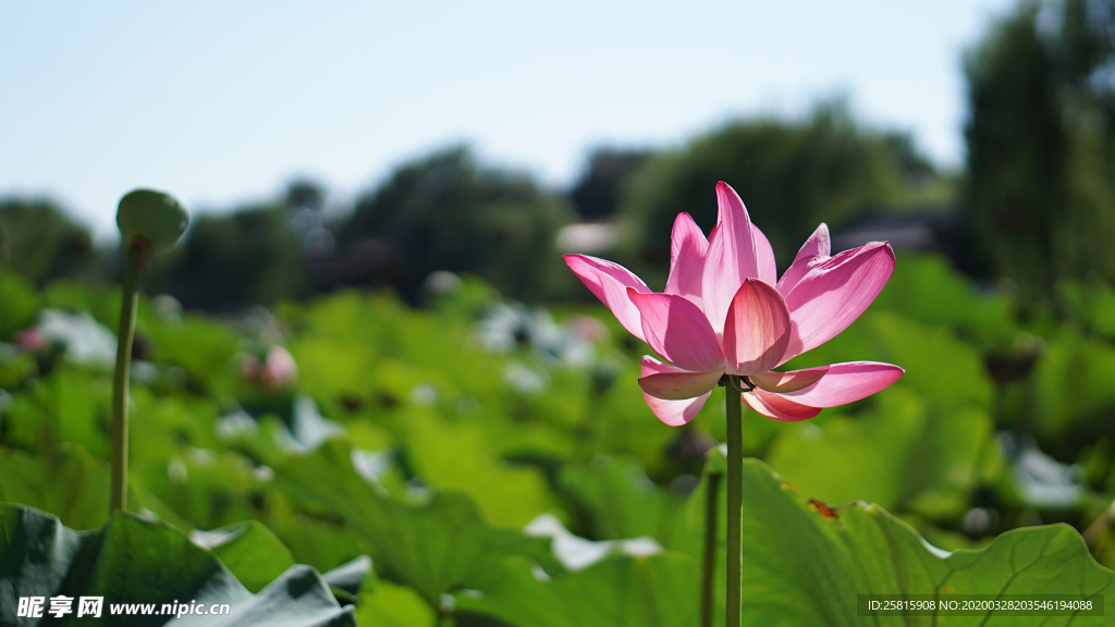荷塘荷花莲藕图片