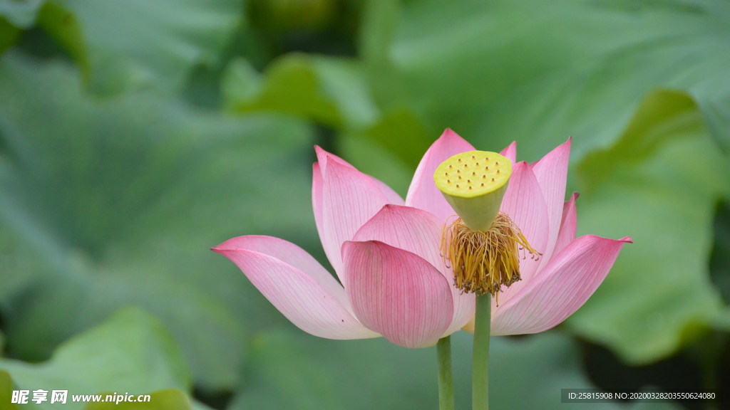 荷塘荷花莲藕图片