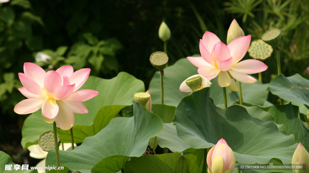 荷塘荷花莲藕图片