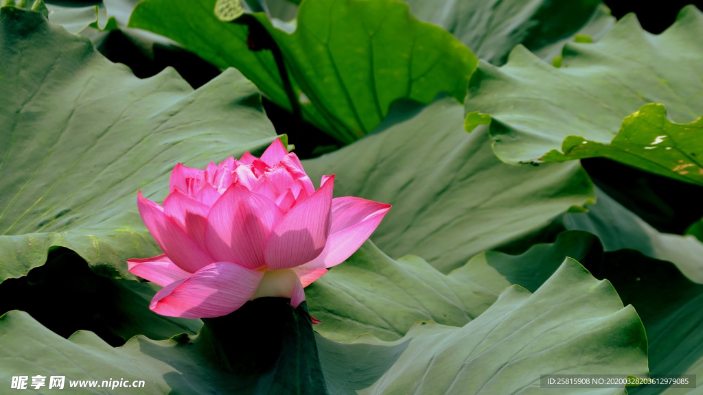 荷塘荷花莲藕图片