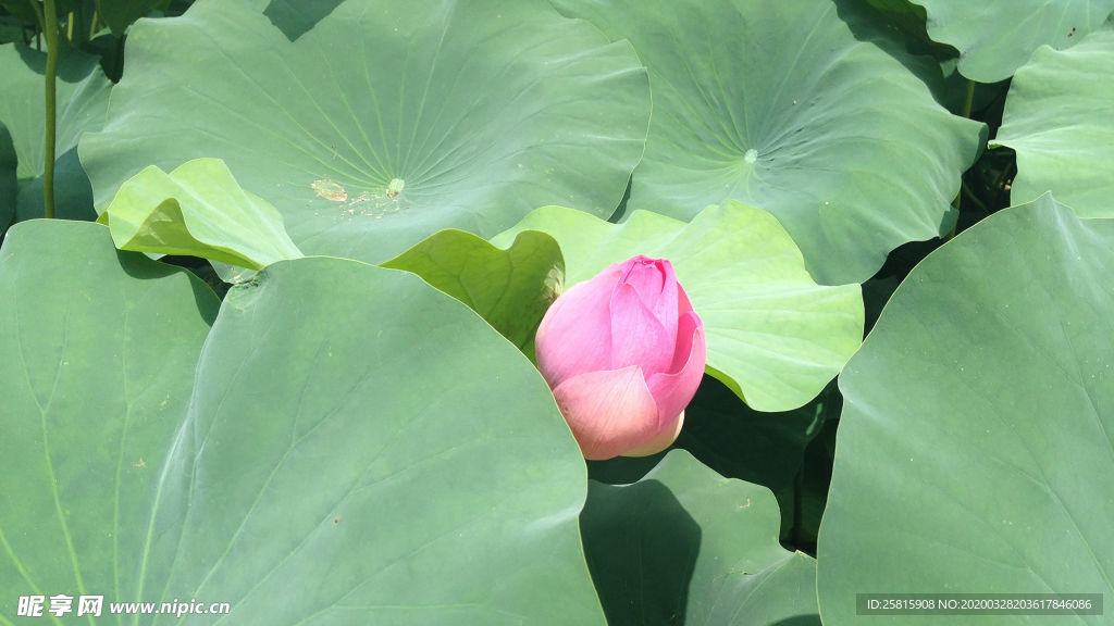 荷塘荷花莲藕图片