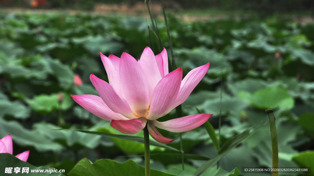 荷塘荷花莲藕图片
