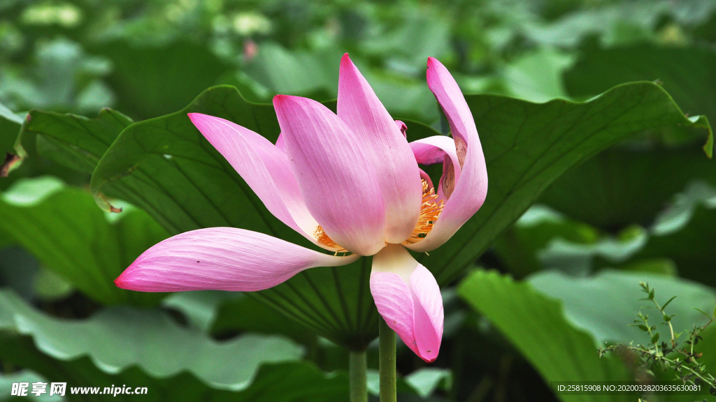 荷塘荷花莲藕图片