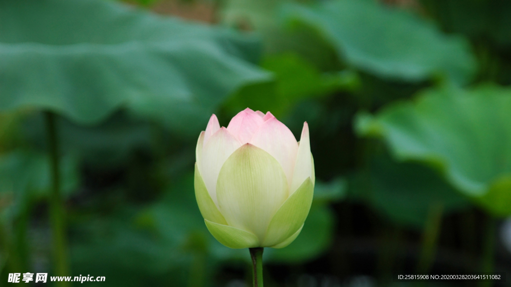 荷塘荷花莲藕图片