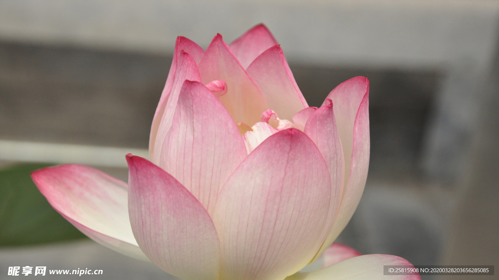 荷塘荷花莲藕图片