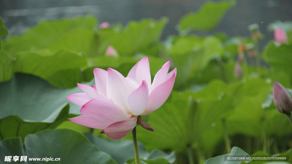 荷塘荷花莲藕图片