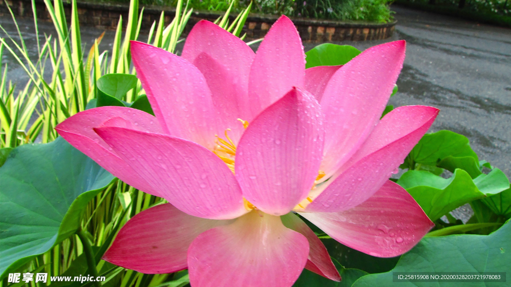 荷塘荷花莲藕图片