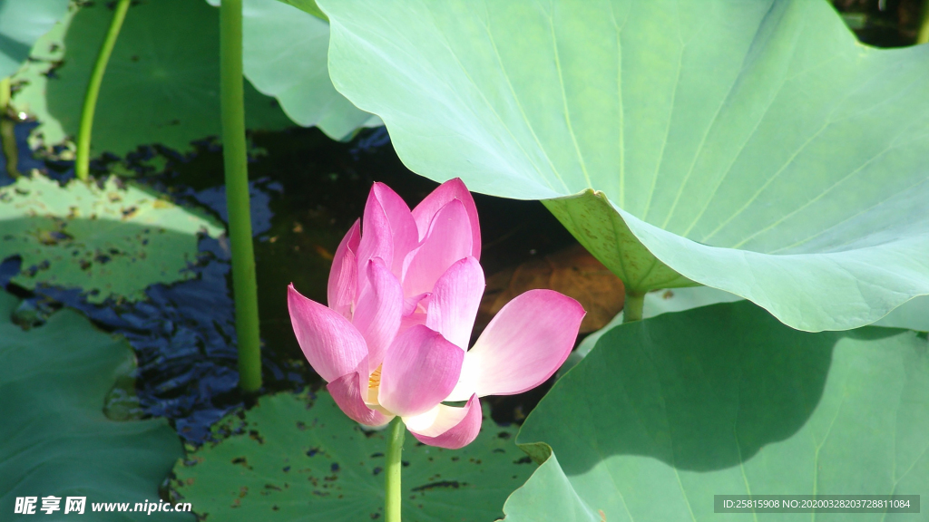 荷塘荷花莲藕图片