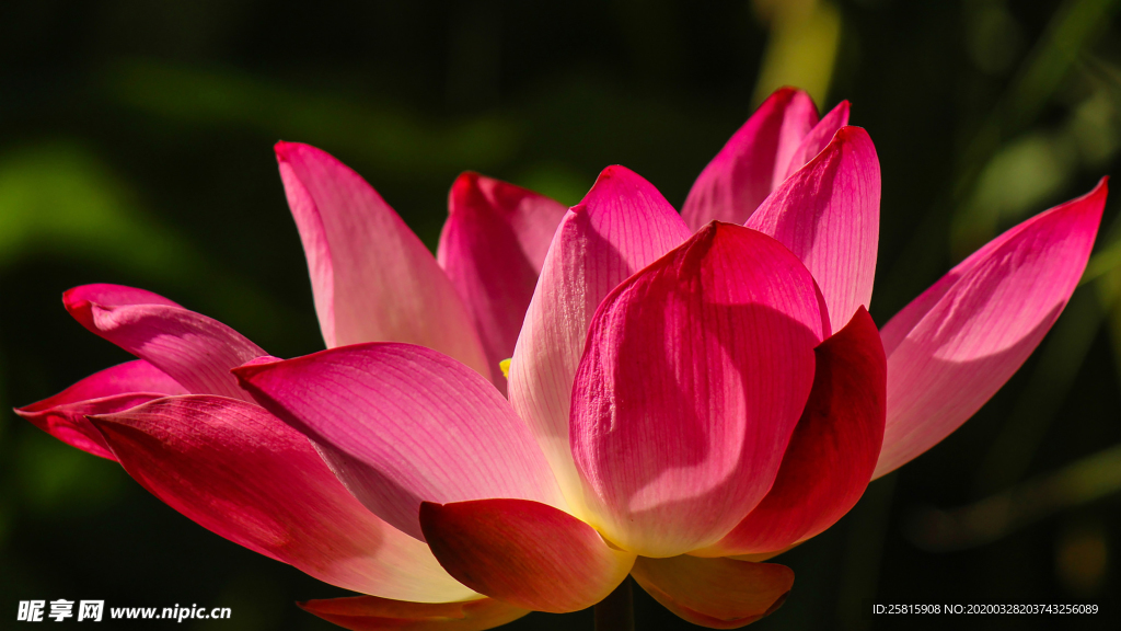 荷塘荷花莲藕图片