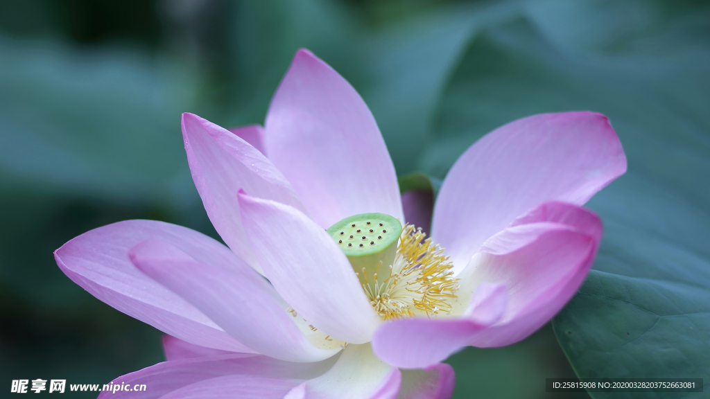 荷塘荷花莲藕图片