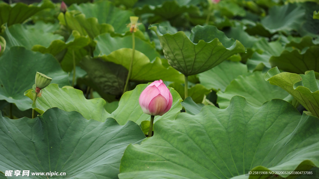 荷塘荷花莲藕图片