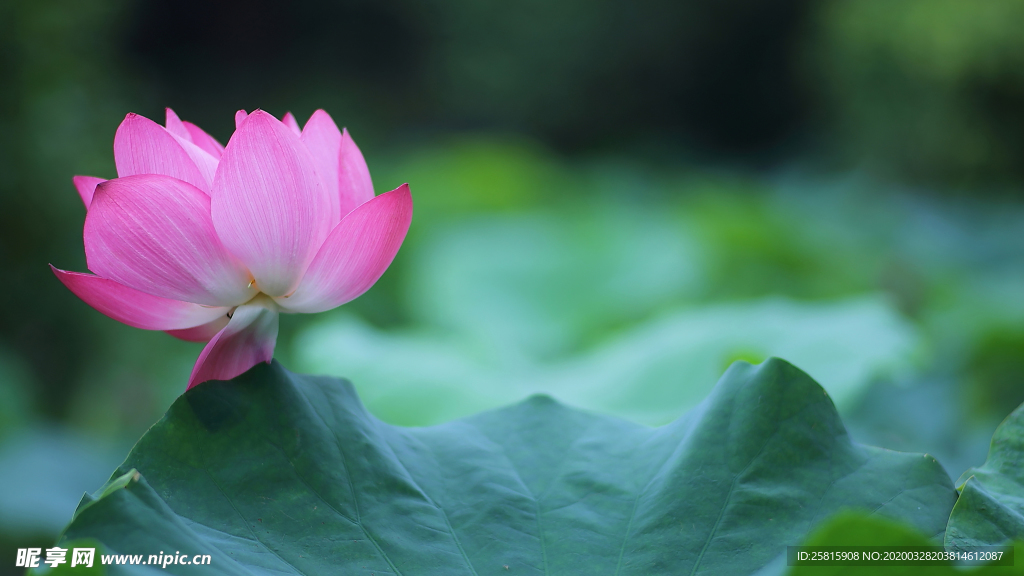 荷塘荷花莲藕图片