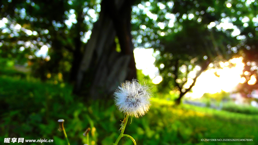 蒲公英蒲公英花图片