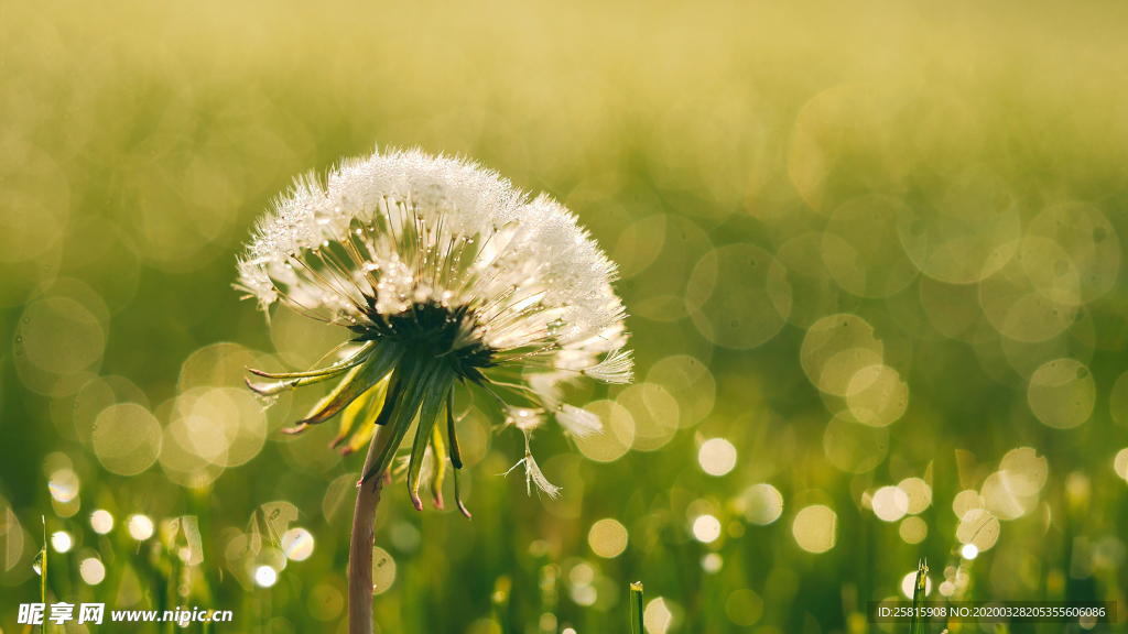 蒲公英蒲公英花图片
