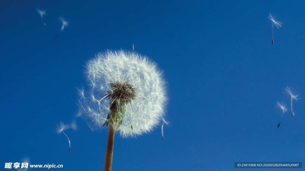 蒲公英蒲公英花图片