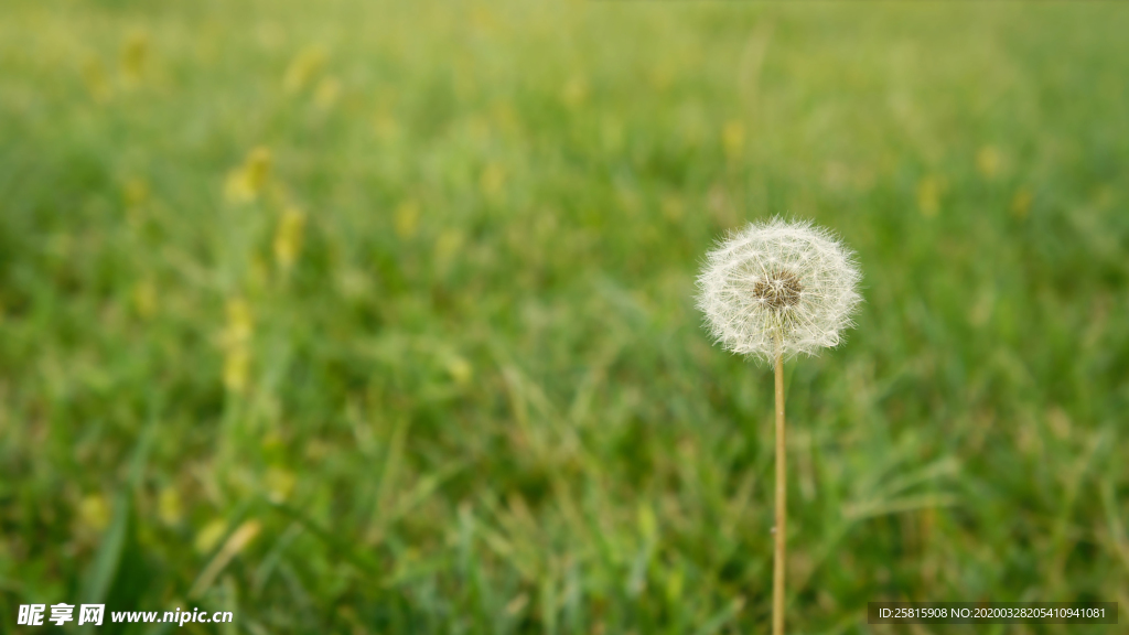 蒲公英蒲公英花图片