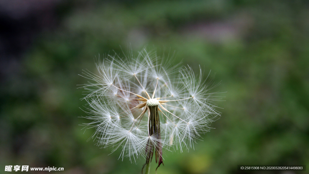 蒲公英蒲公英花图片