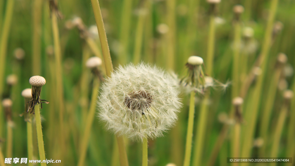 蒲公英蒲公英花图片