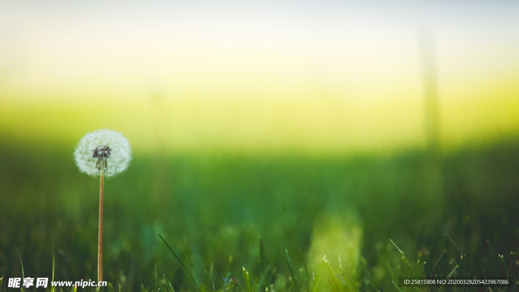 蒲公英蒲公英花图片