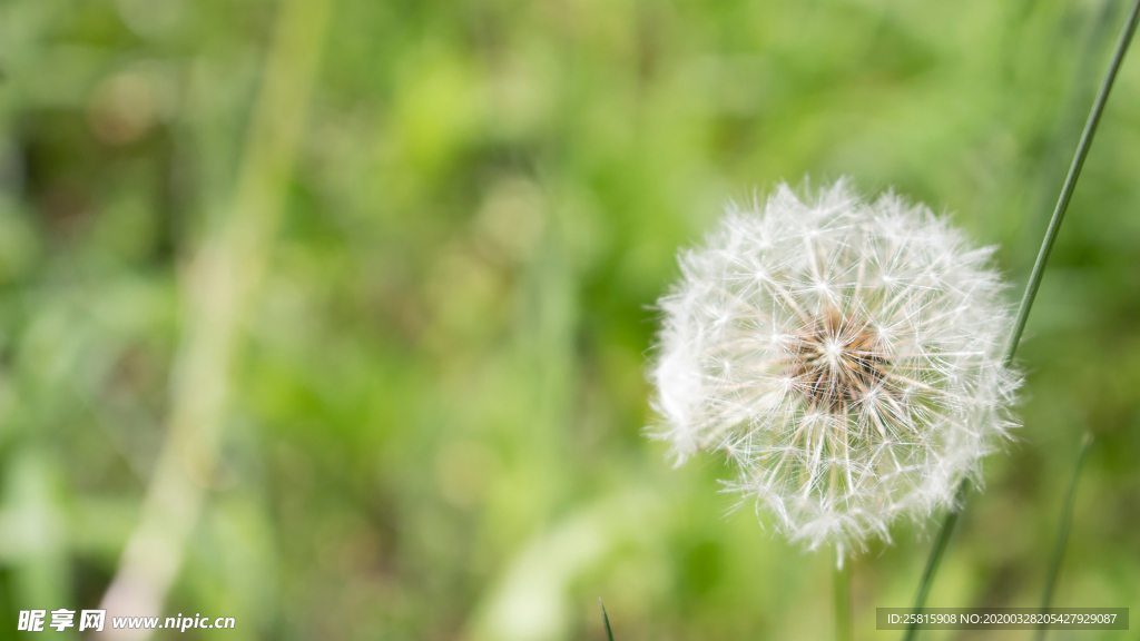 蒲公英蒲公英花图片