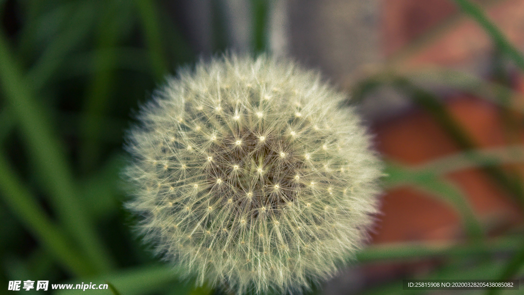 蒲公英蒲公英花图片
