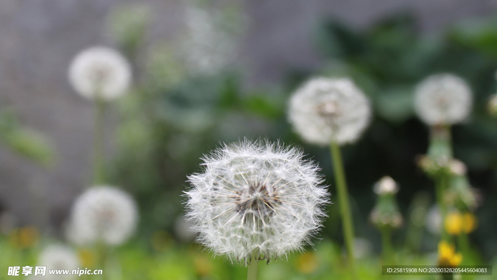 蒲公英蒲公英花图片