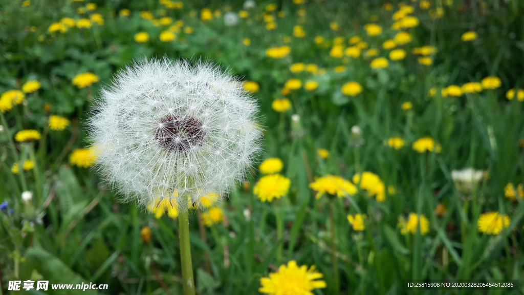 蒲公英蒲公英花图片