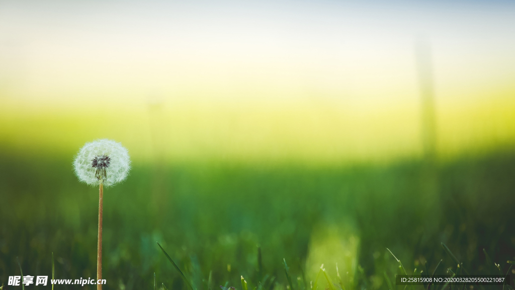 蒲公英蒲公英花图片