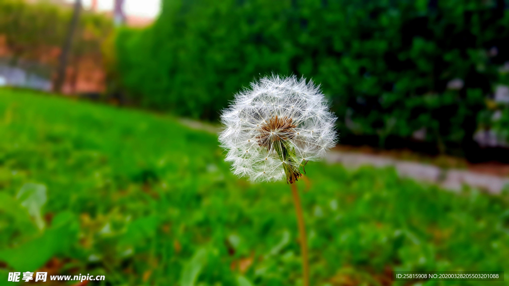 蒲公英蒲公英花图片