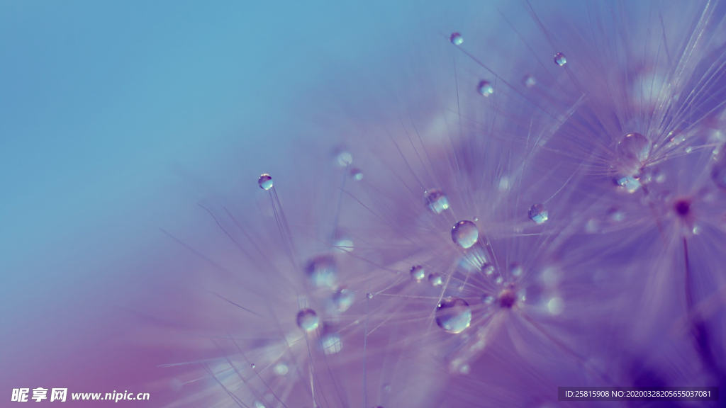 蒲公英蒲公英花图片