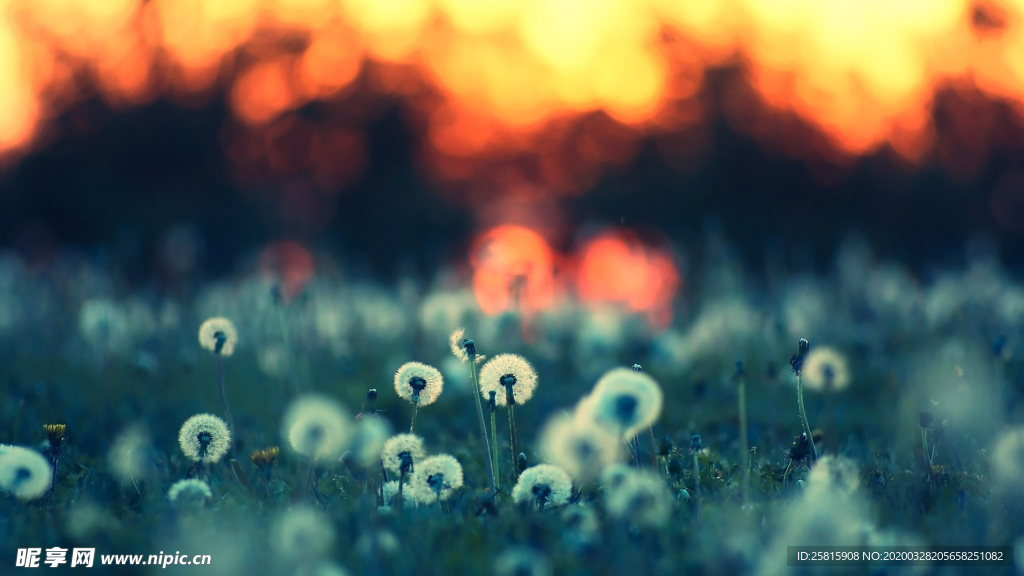 蒲公英蒲公英花图片